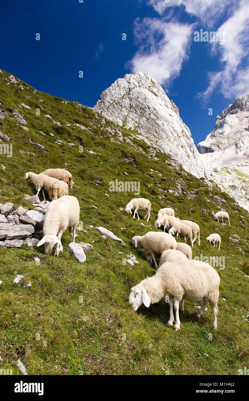 Pecore in montagna, il parco nazionale del Triglav, Slovenia Foto Stock