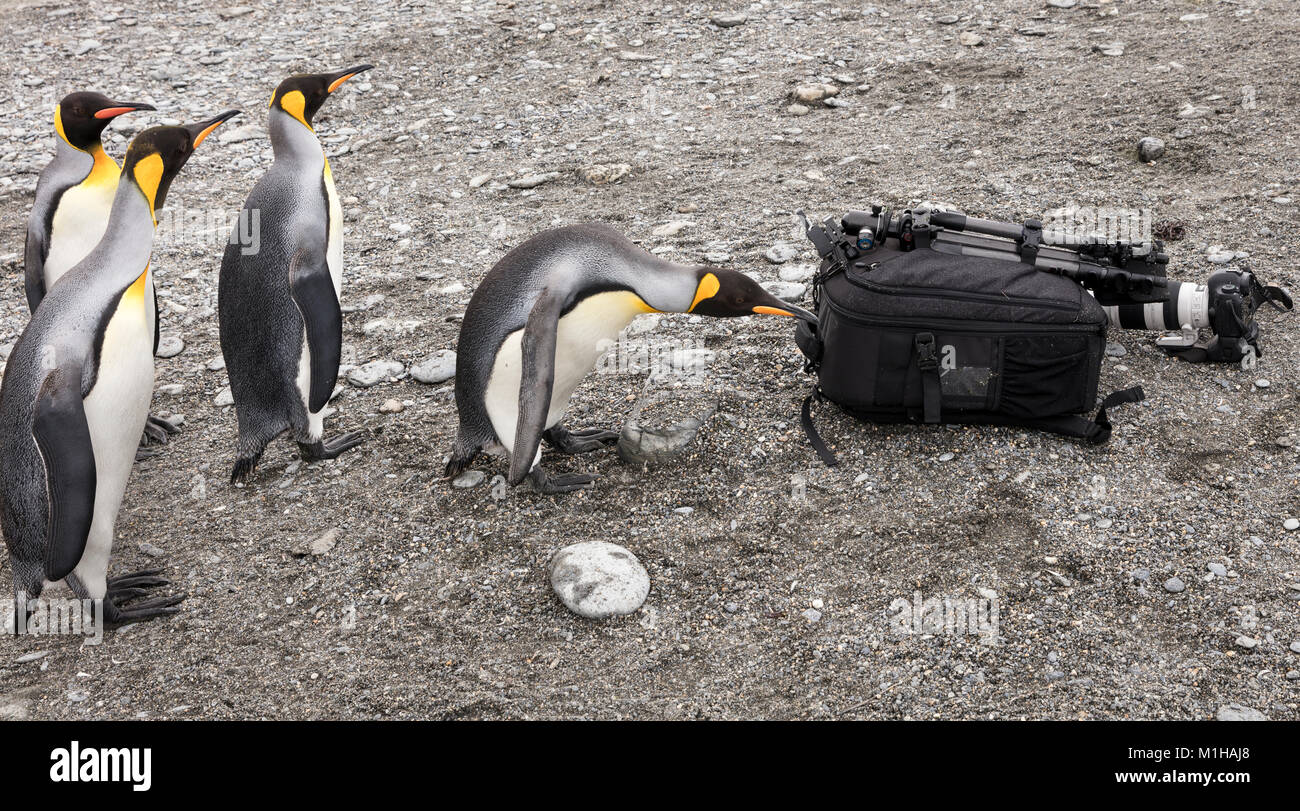 Re pinguini ispezionare un eco turistiche kit telecamera a Gold Harbour, Isola Georgia del Sud Foto Stock