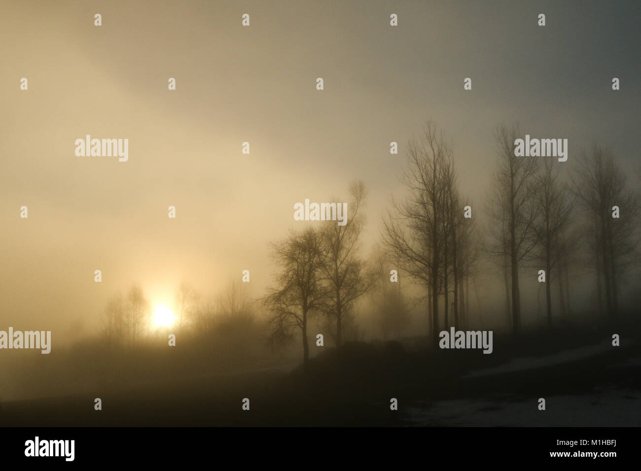 Una foto di alcuni alberi su di una piccola collina in piedi nella nebbia di mattina. Guardare misteriosa ed enigmatica. Foto Stock