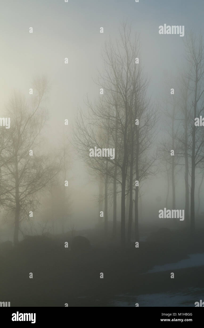 Una foto di alcuni alberi su di una piccola collina in piedi nella nebbia di mattina. Guardare misteriosa ed enigmatica. Foto Stock