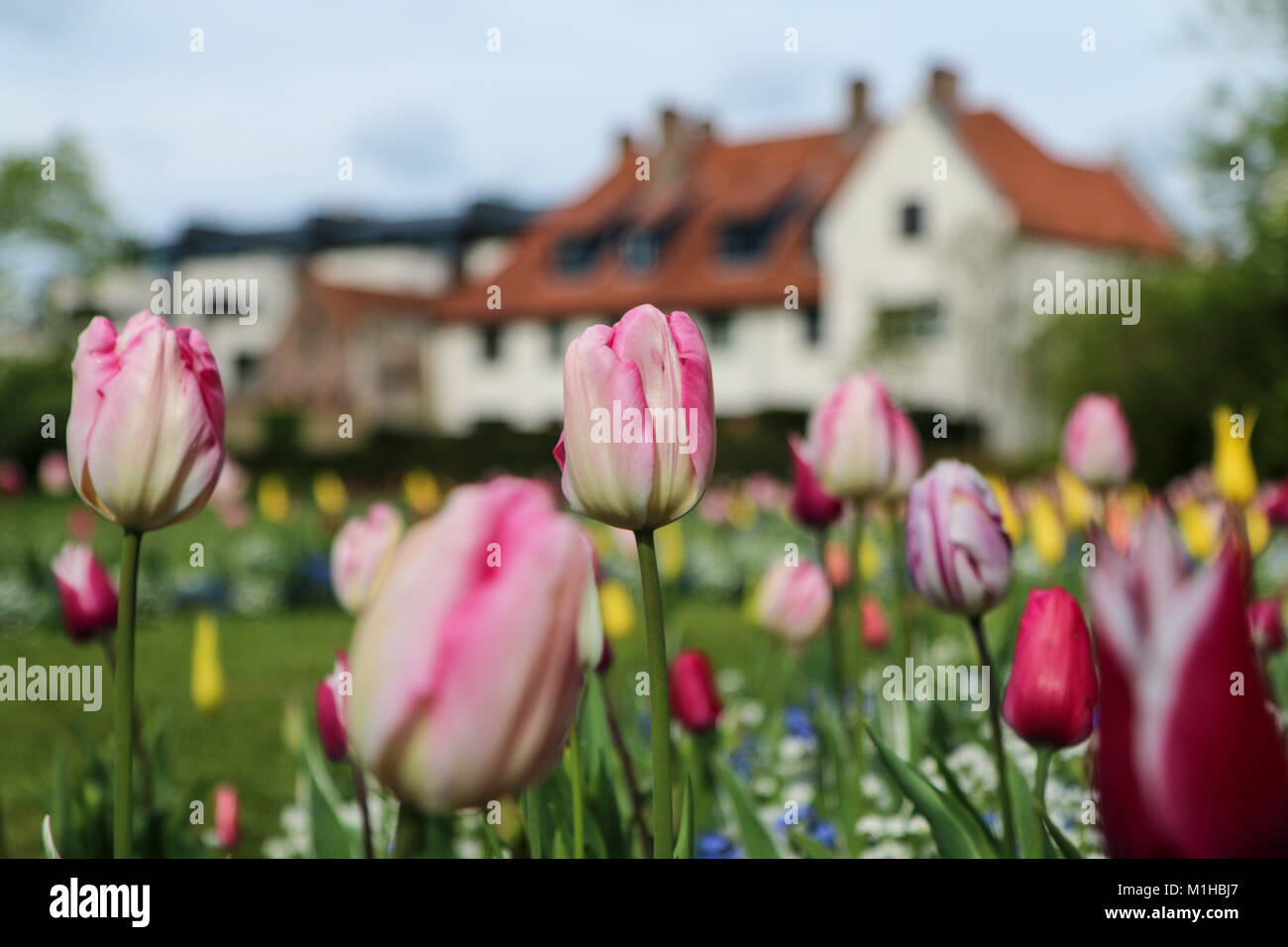 Una foto da un tulipano garden nei Paesi Bassi. La colorata tulip è in dettaglio tra gli altri. Fioriture bellissime sono ovunque Foto Stock