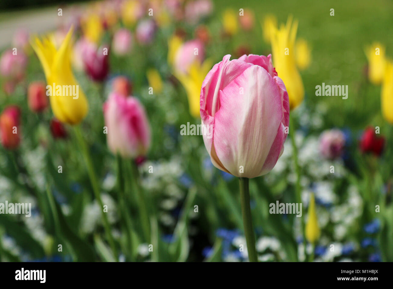 Una foto da un tulipano garden nei Paesi Bassi. La colorata tulip è in dettaglio tra gli altri. Fioriture bellissime sono ovunque Foto Stock