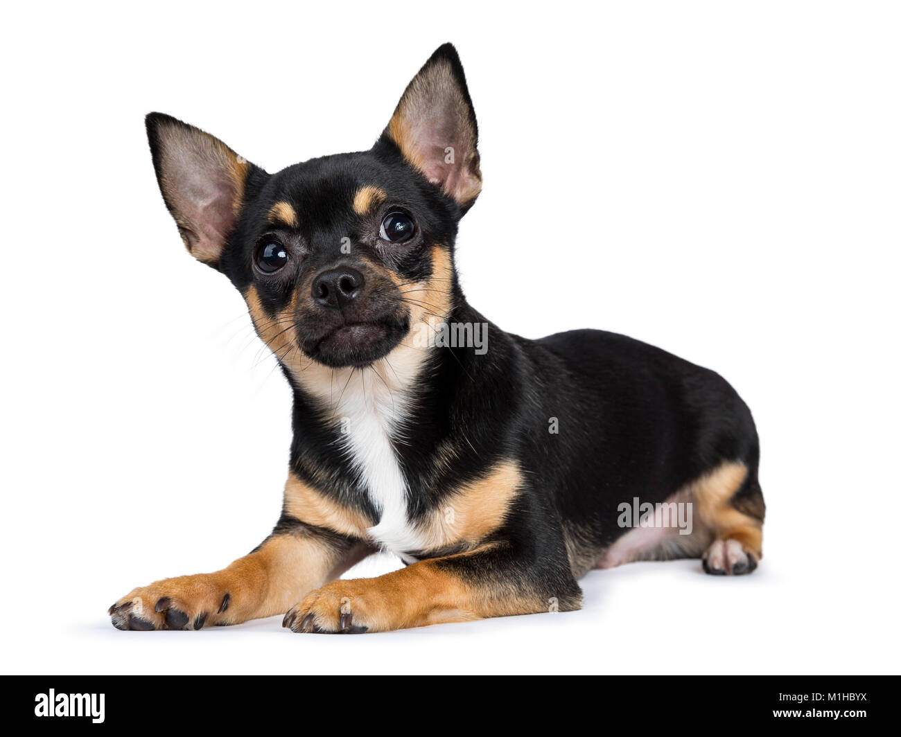 Nero cane chiwawa lato posa modi cercando nella fotocamera con faccina sorridente isolati su sfondo bianco Foto Stock