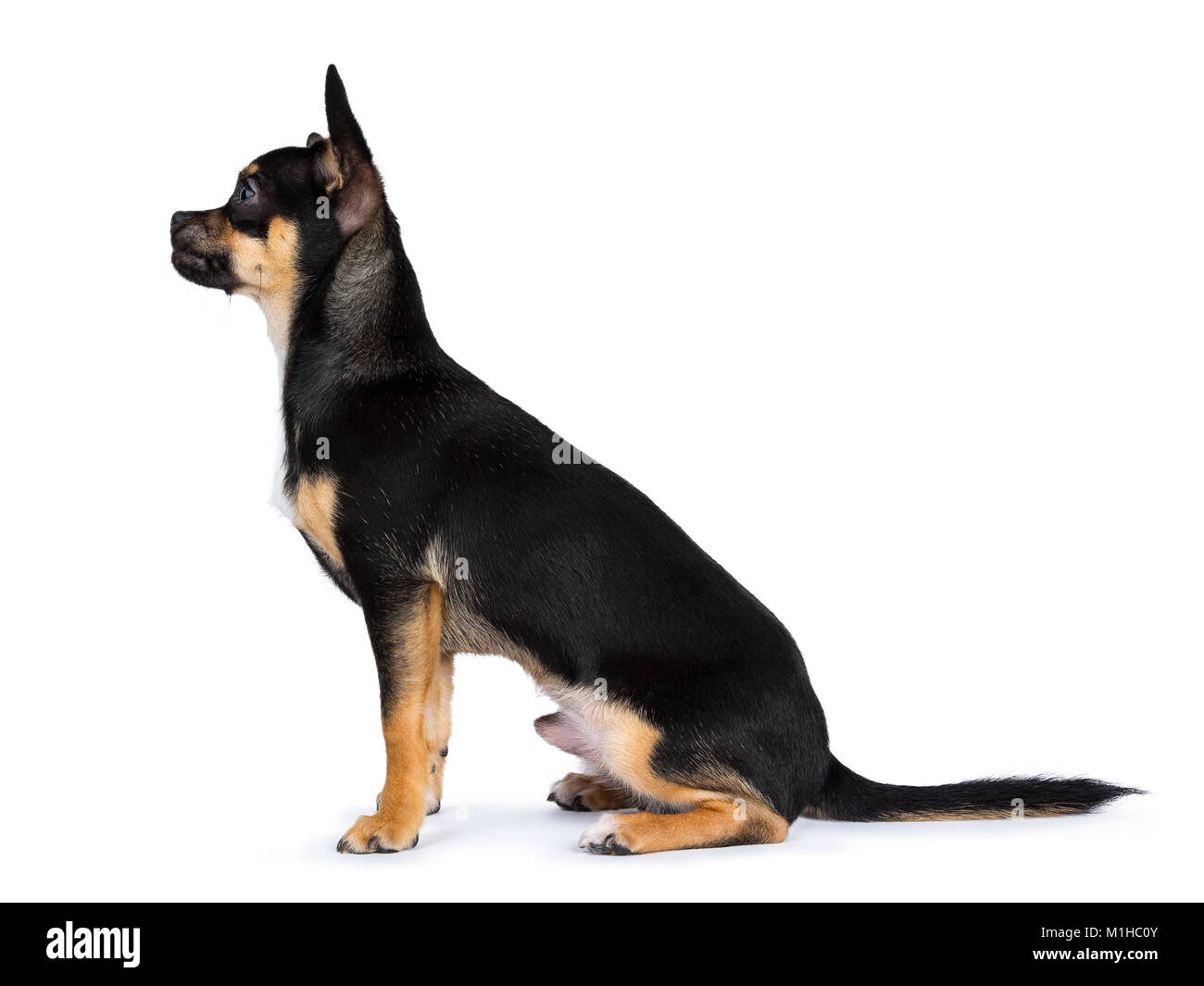 Nero chiwawa dog sitter lato laterale modi e guardando verso sinistra isolati su sfondo bianco Foto Stock