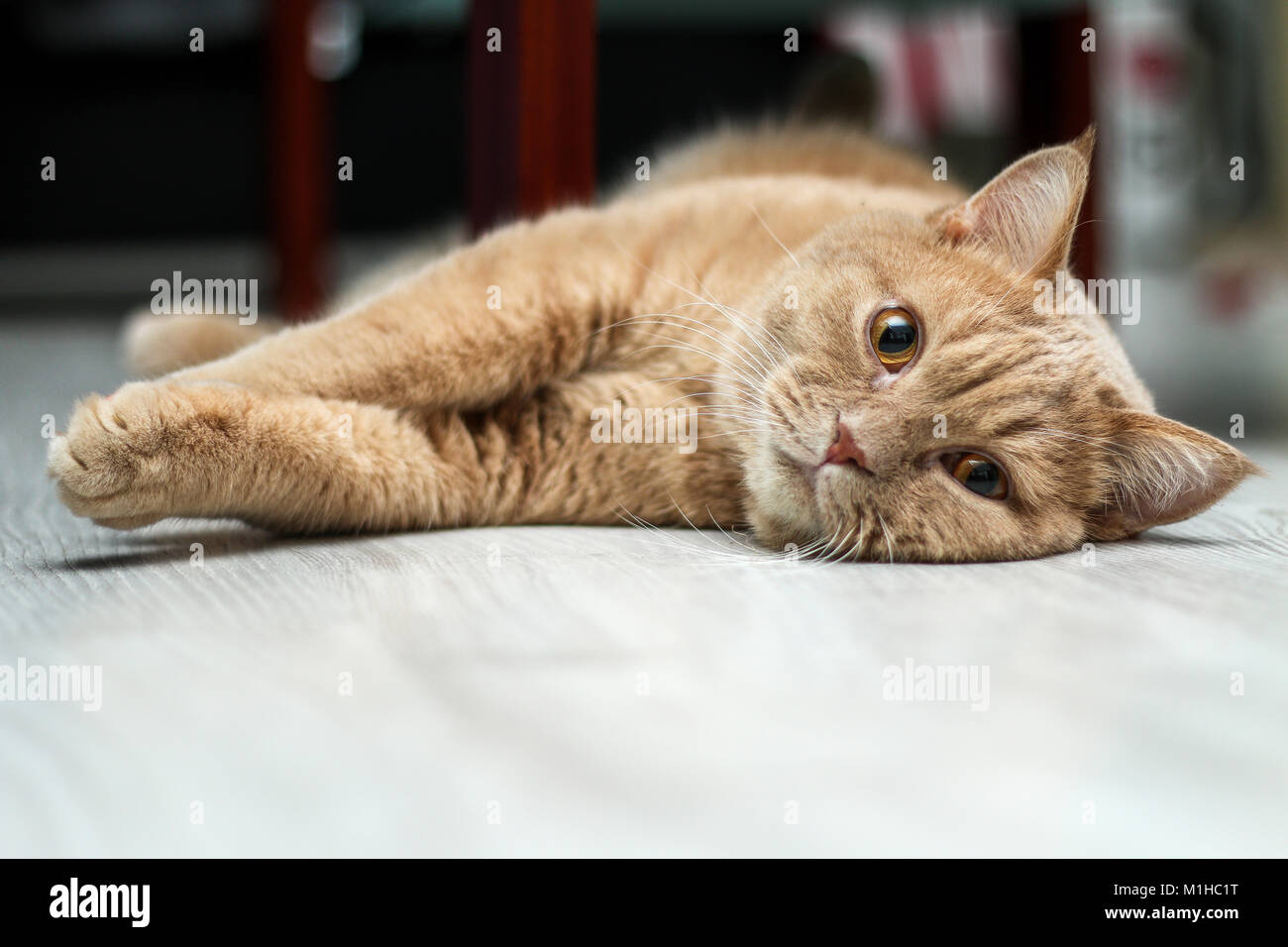 Un simpatico tabby cat è rilassante sul pavimento ed è molto adorabile. Foto Stock