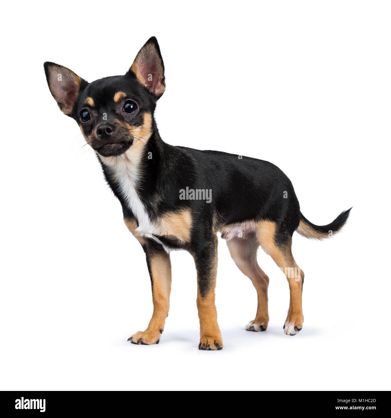 Nero cane chiwawa lato permanente di modi di sorridere alla telecamera isolata su sfondo bianco Foto Stock