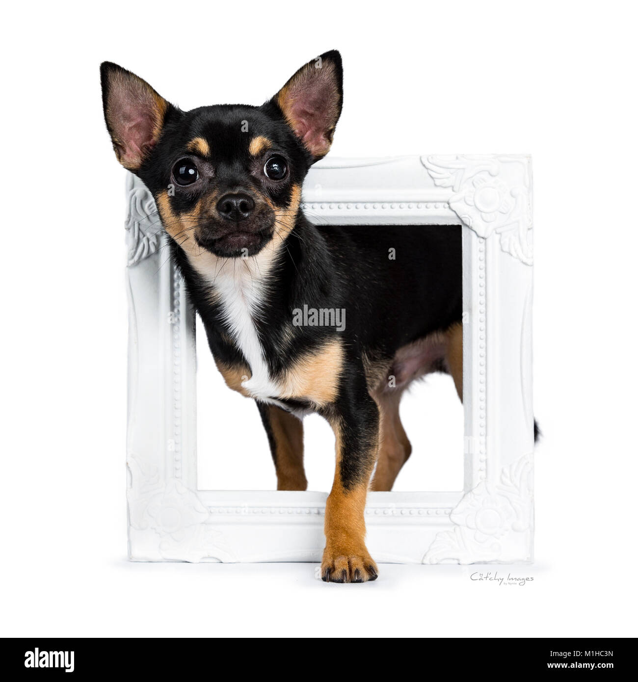 Nero cane chiwawa a piedi attraverso un photo frame isolati su sfondo bianco Foto Stock