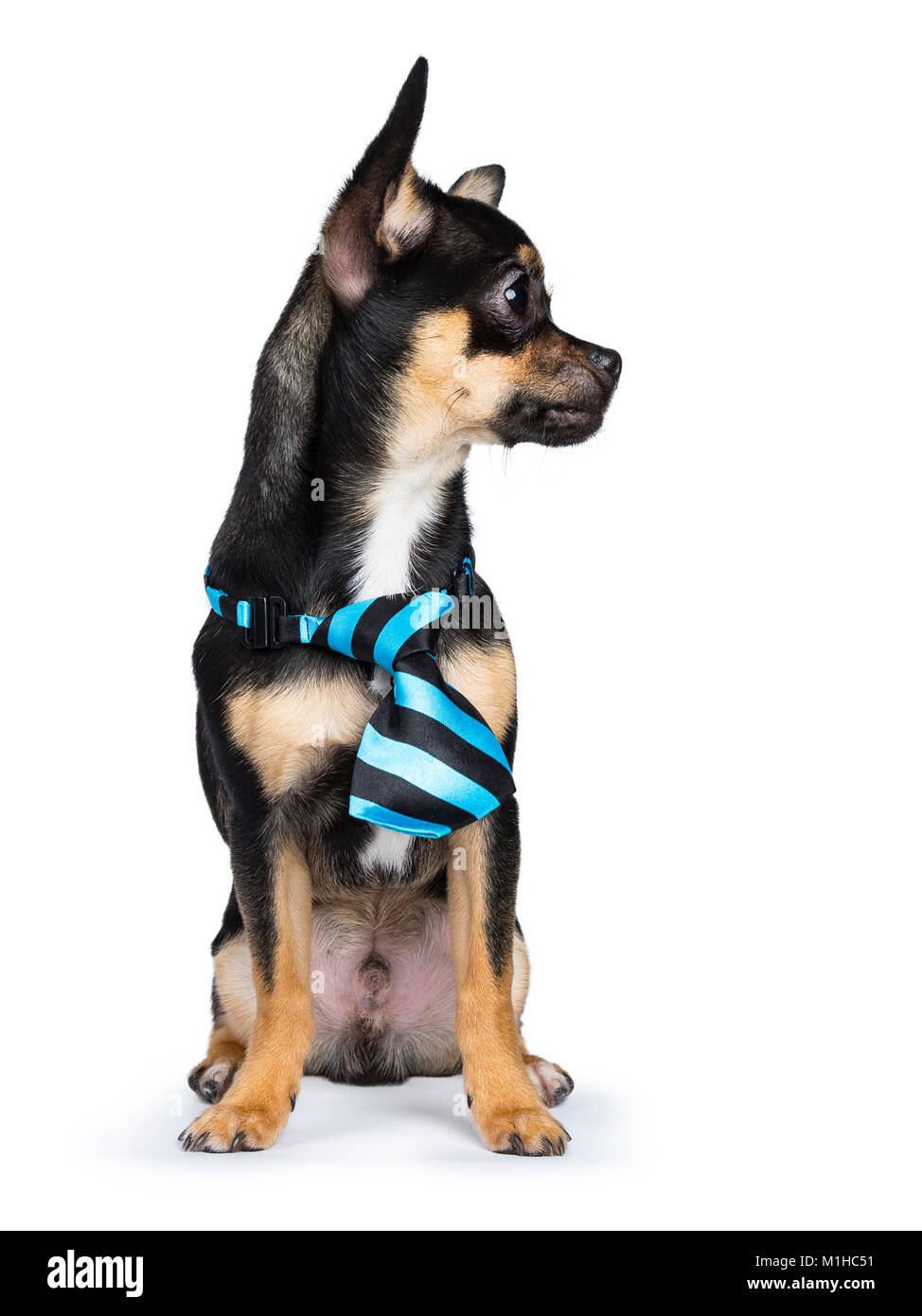 Nero cane chiwawa con blue black tie guardando a destra isolato su sfondo bianco Foto Stock