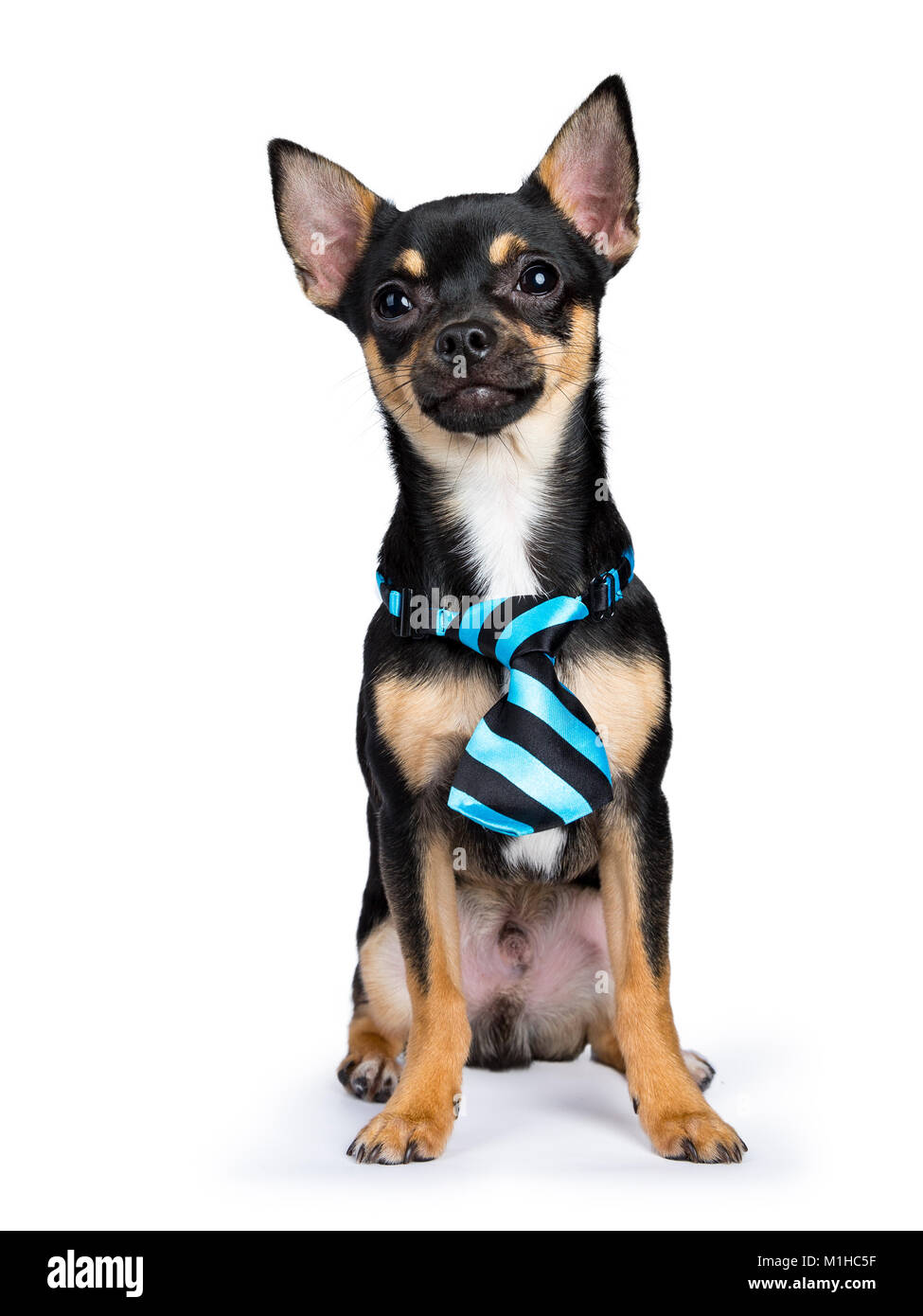 Nero chiwawa dog sitter con blue black tie guardando alla telecamera isolata su sfondo whtie Foto Stock