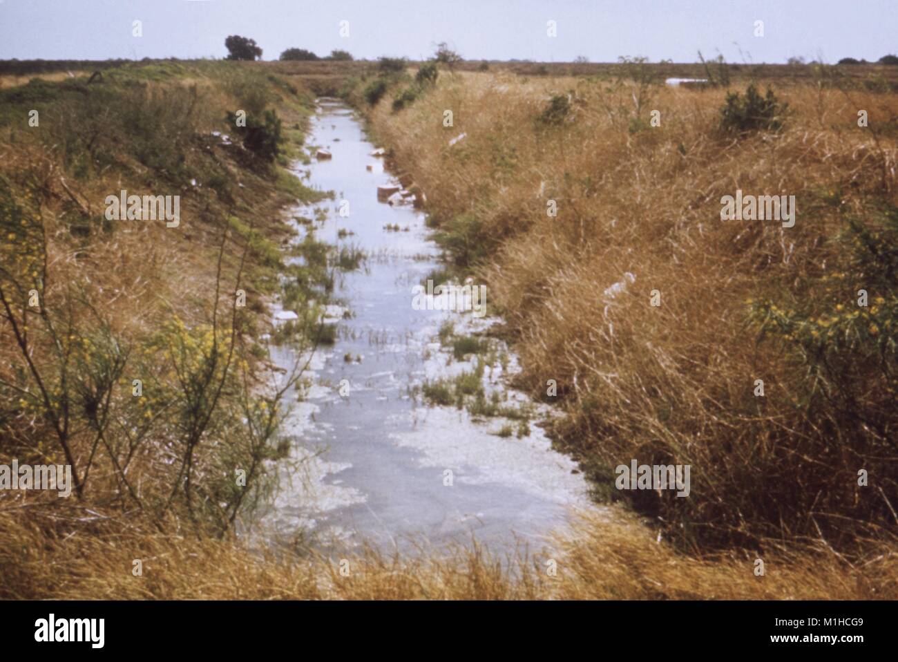 Fotografia di un'irrigazione il fosso di drenaggio con un accumulo di rifiuti, la vegetazione e la presenza di acqua stagnante in Texas, un sito relativo al CDC inchiesta del vettore-nato malattie in acqua risorsa sviluppi, 1976. Immagine cortesia CDC. () Foto Stock
