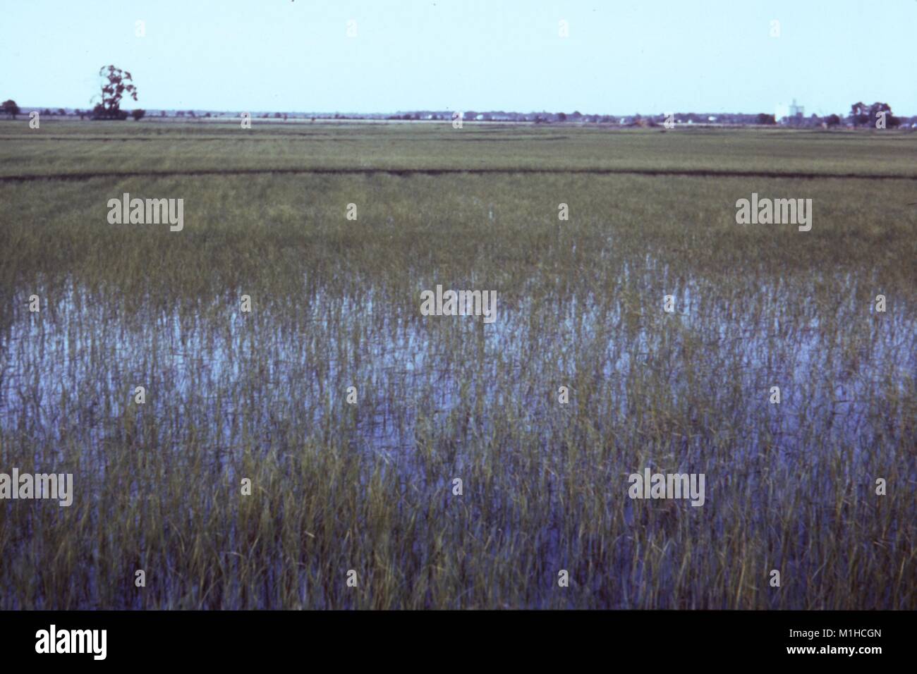 Fotografia di un campo di riso con il ristagno di acqua di irrigazione di un sito rilevante per la CDC inchiesta del vettore di malattie in acqua risorsa sviluppi, 1976. Immagine cortesia CDC. () Foto Stock