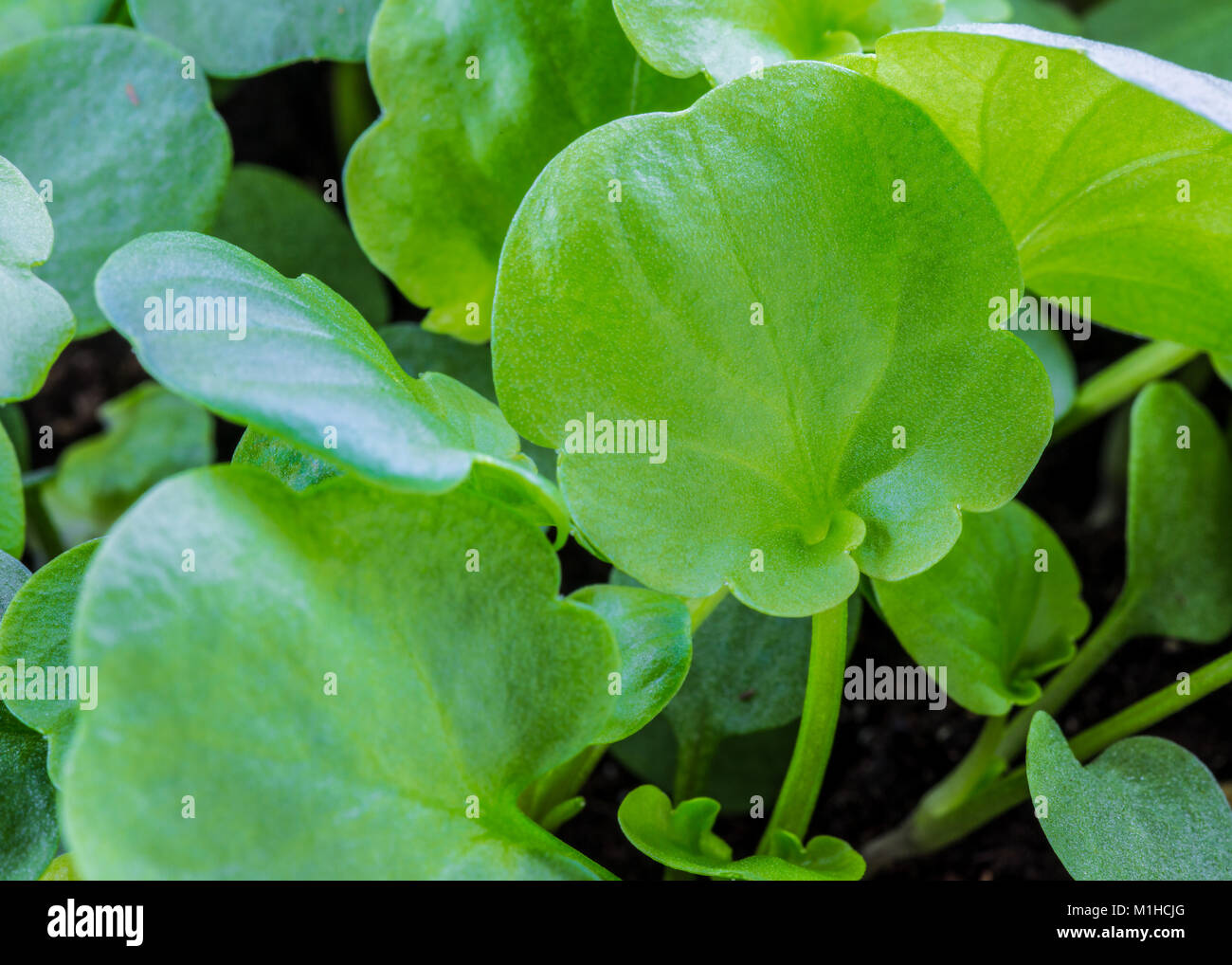 Pansy giovani piantine pronte per il trapianto. Foto Stock