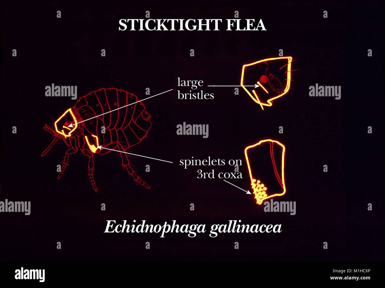 Illustrazione della sticktight flea (Echidnophaga gallinacea) e la sua identificazione di caratteristiche morfologiche, il gran capo delle setole e la spinelets sul terzo coxa toracica, 1976. Immagine cortesia CDC. () Foto Stock