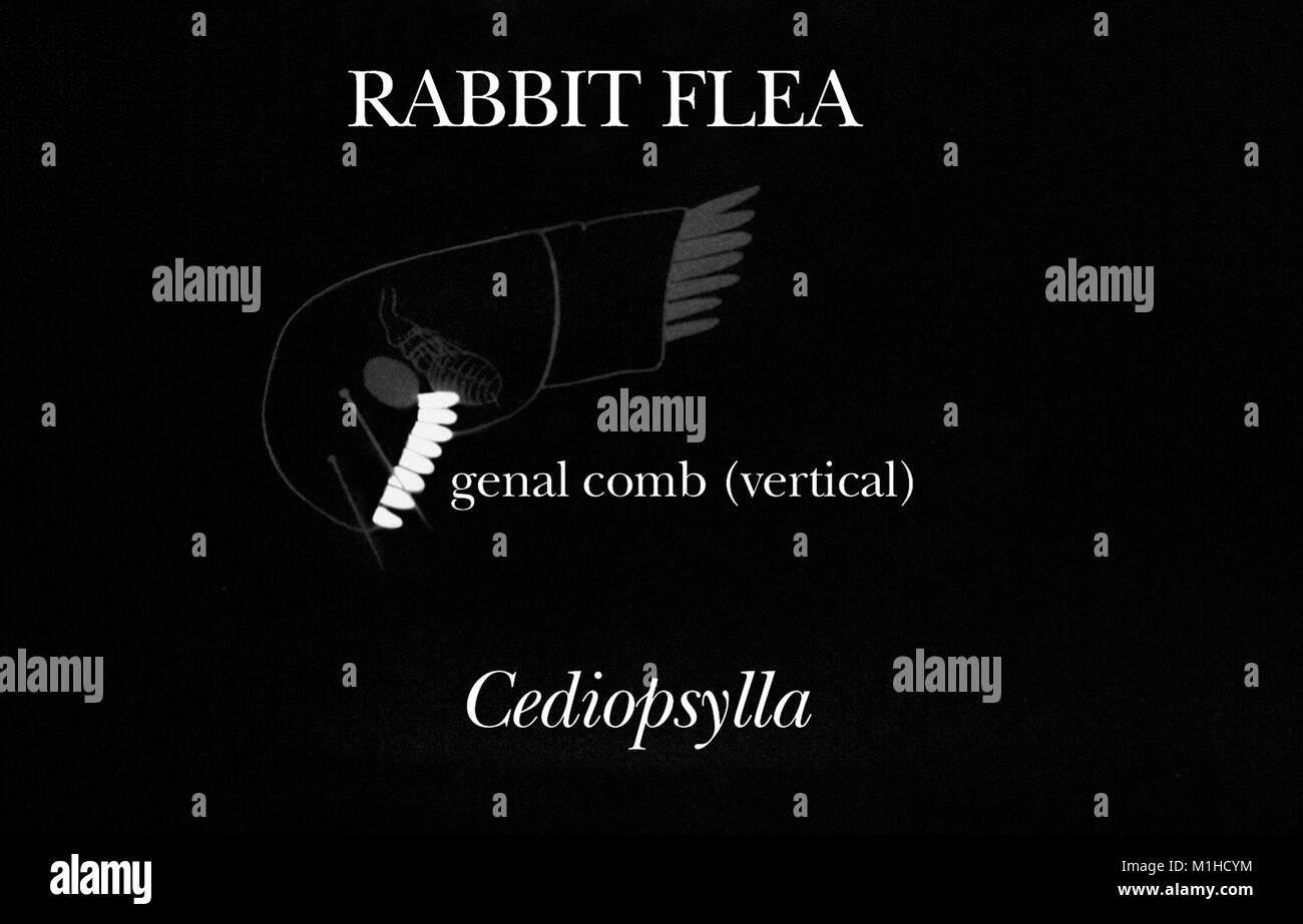 Illustrazione del coniglio flea (specie del genere Cediopsylla) con evidenziato caratteristica identificativa di un verticale genal pettine nella regione della testa, 1976. Immagine cortesia CDC. () Foto Stock