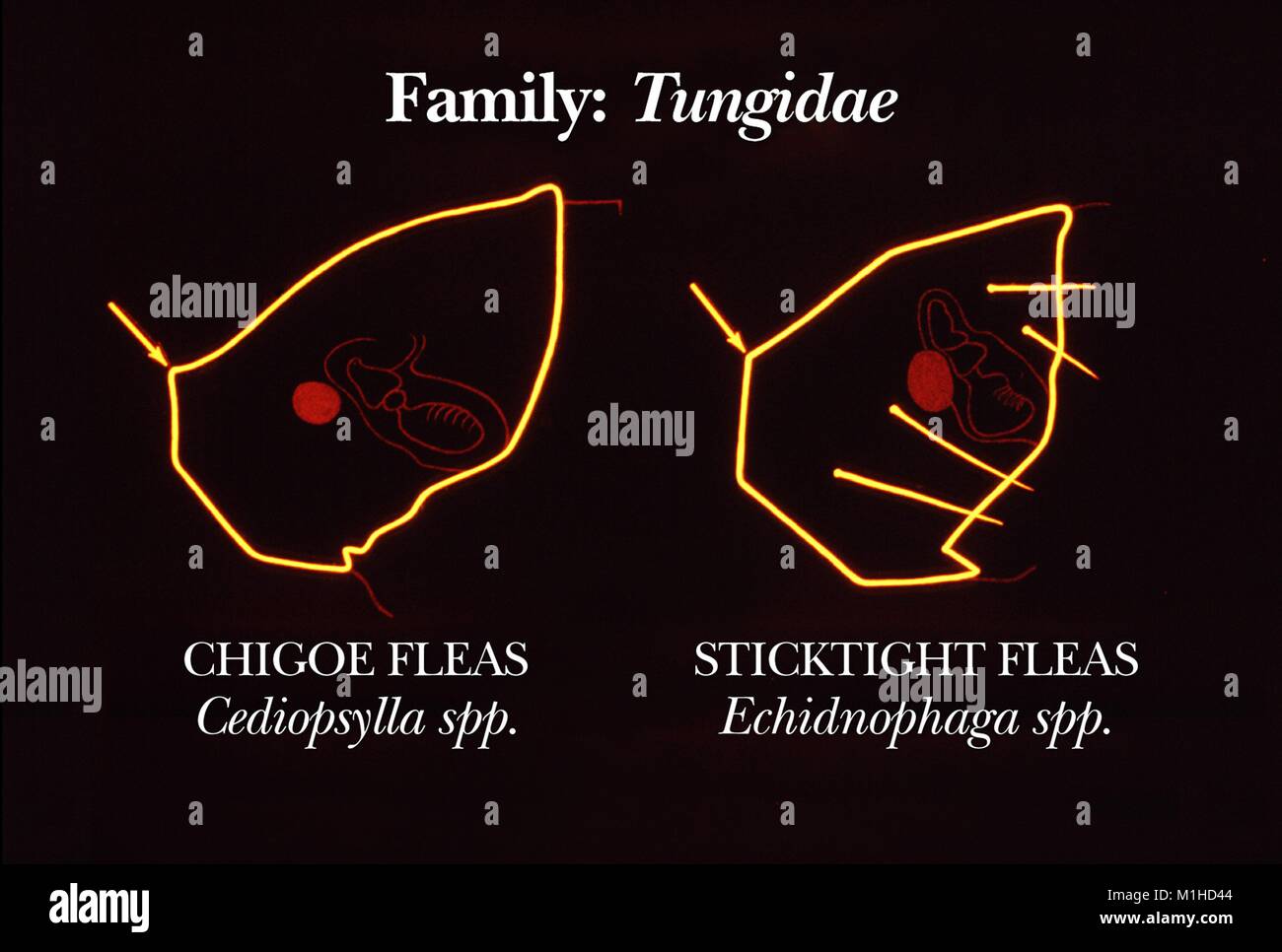 Illustrazione degli angoli in testa la morfologia della famiglia delle pulci Tungidae con i suoi due specie chigoe (Cediopsylla) e sticktight (Echidnophaga) specie, 1976. Immagine cortesia CDC. () Foto Stock