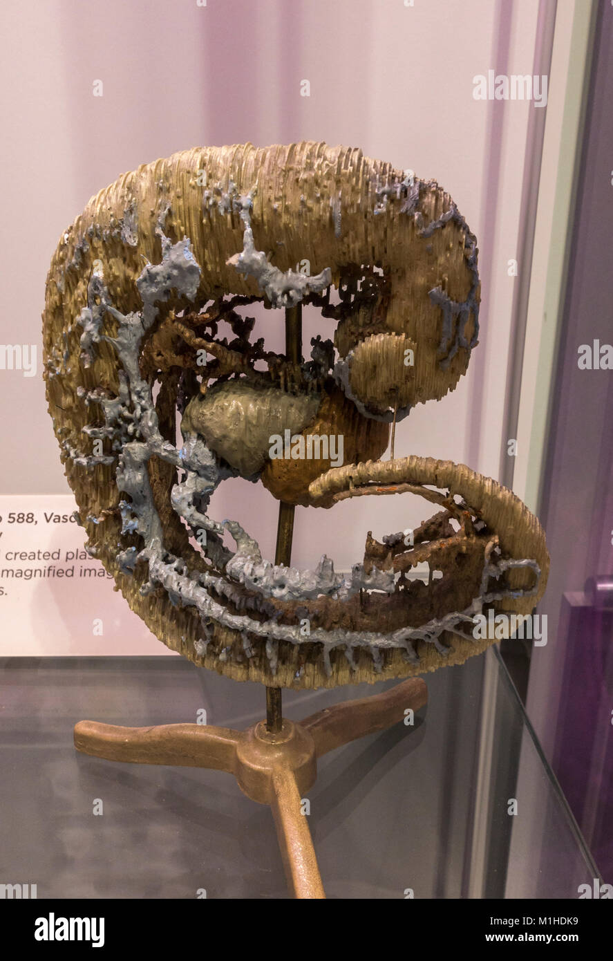 Carnegie embrione 588, Sistema vascolare (metà del XX secolo in mostra al Museo Nazionale della Salute e della medicina, Silver Spring, MD, Stati Uniti d'America. Foto Stock