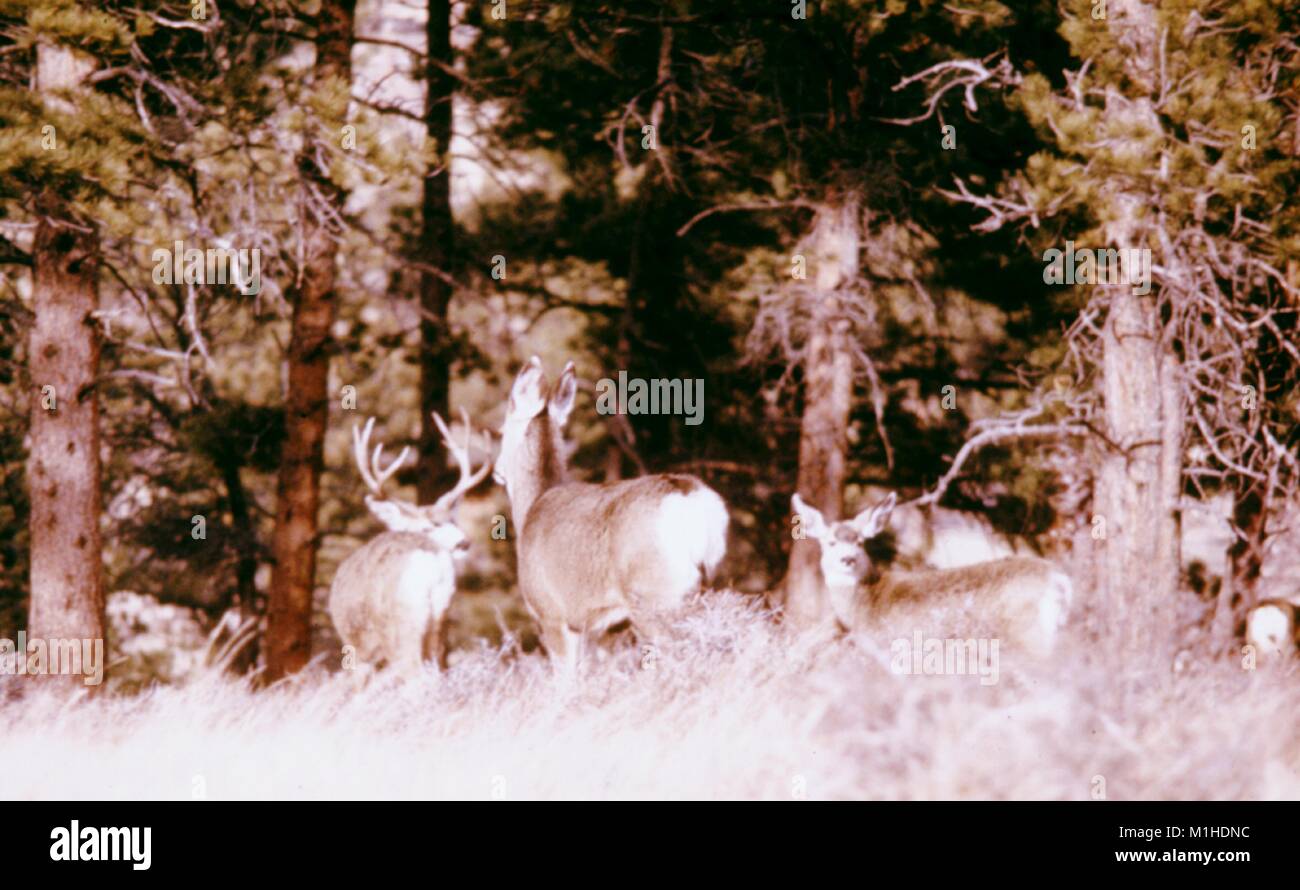 Tre Mule Deer in corrispondenza del bordo della foresta di pini, la peste e la febbre da zecca studio, Estes Park, Colorado, 1975. Immagine cortesia di centri per il controllo delle malattie (CDC). () Foto Stock