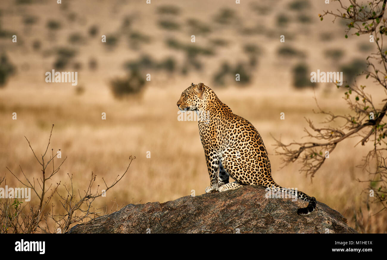 Femmina di leopard, Panthera pardus, nel Parco Nazionale del Serengeti, sito patrimonio mondiale dell'UNESCO, Tanzania Africa Foto Stock