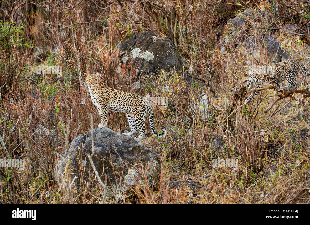 Femmina di Leopard e riproduzione cub Panthera pardus, nel Parco Nazionale del Serengeti, sito patrimonio mondiale dell'UNESCO, Tanzania Africa Foto Stock