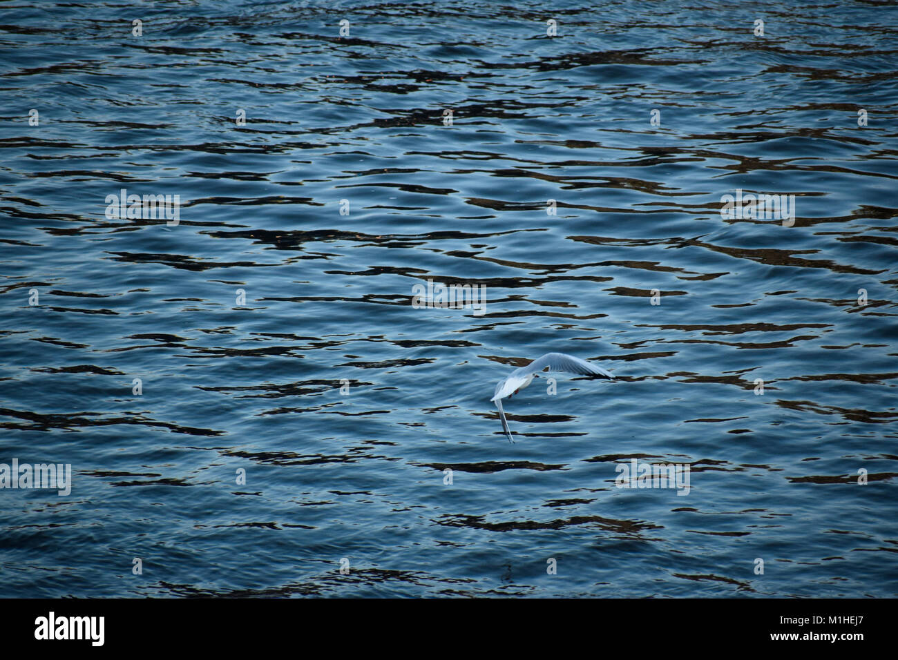 Seagull battenti in acqua Foto Stock