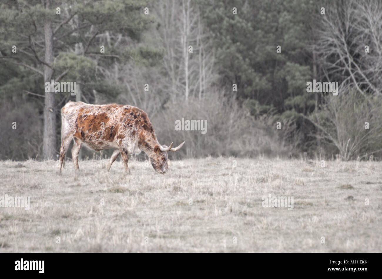Il bestiame con lunghe corna in pascolo Foto Stock
