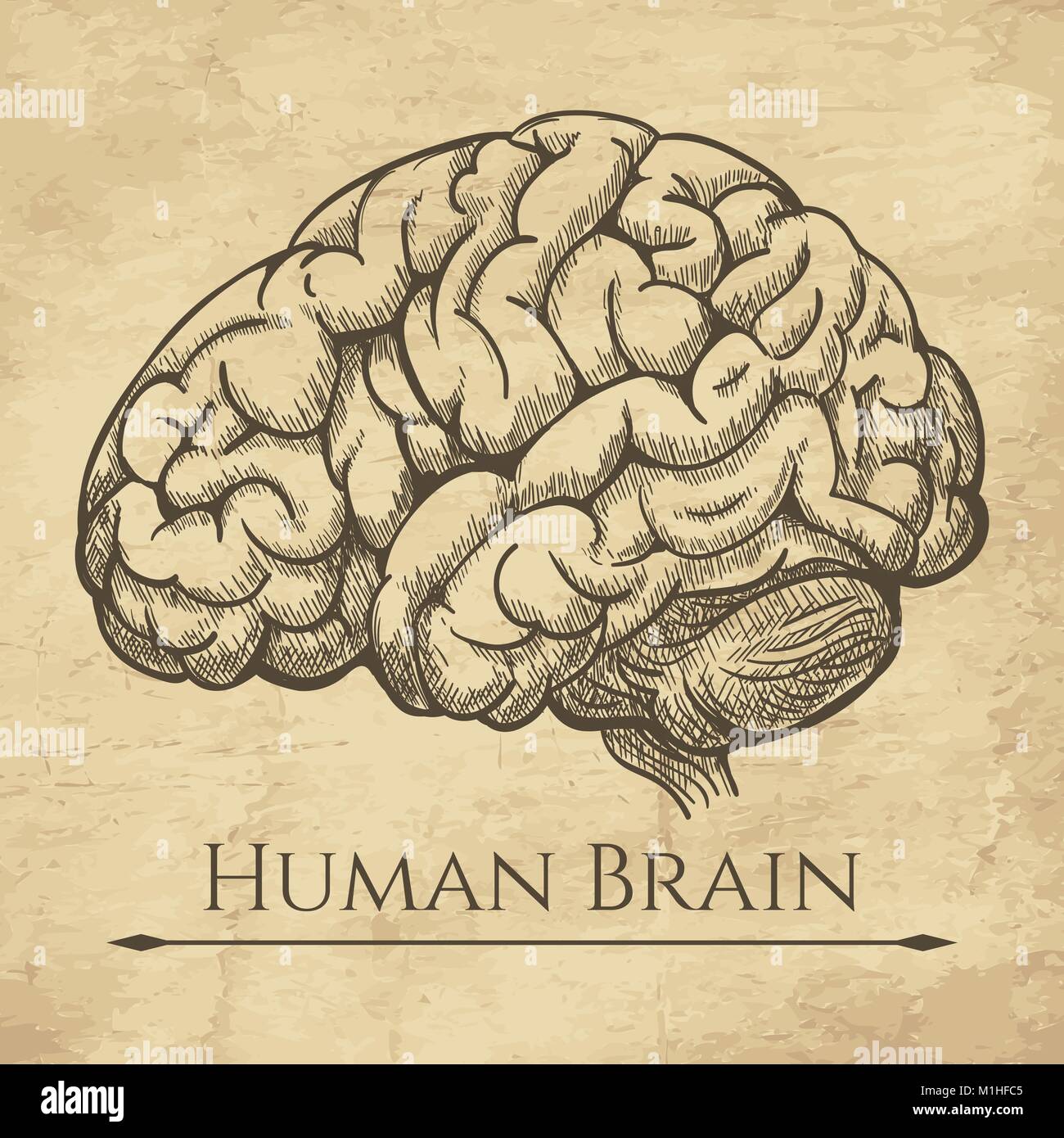Cervello retrò attacco anatomico. Cervelli anatomica vecchio disegno schizzo o incisione di anatomia con la mente umana illustrazione vettoriale Illustrazione Vettoriale