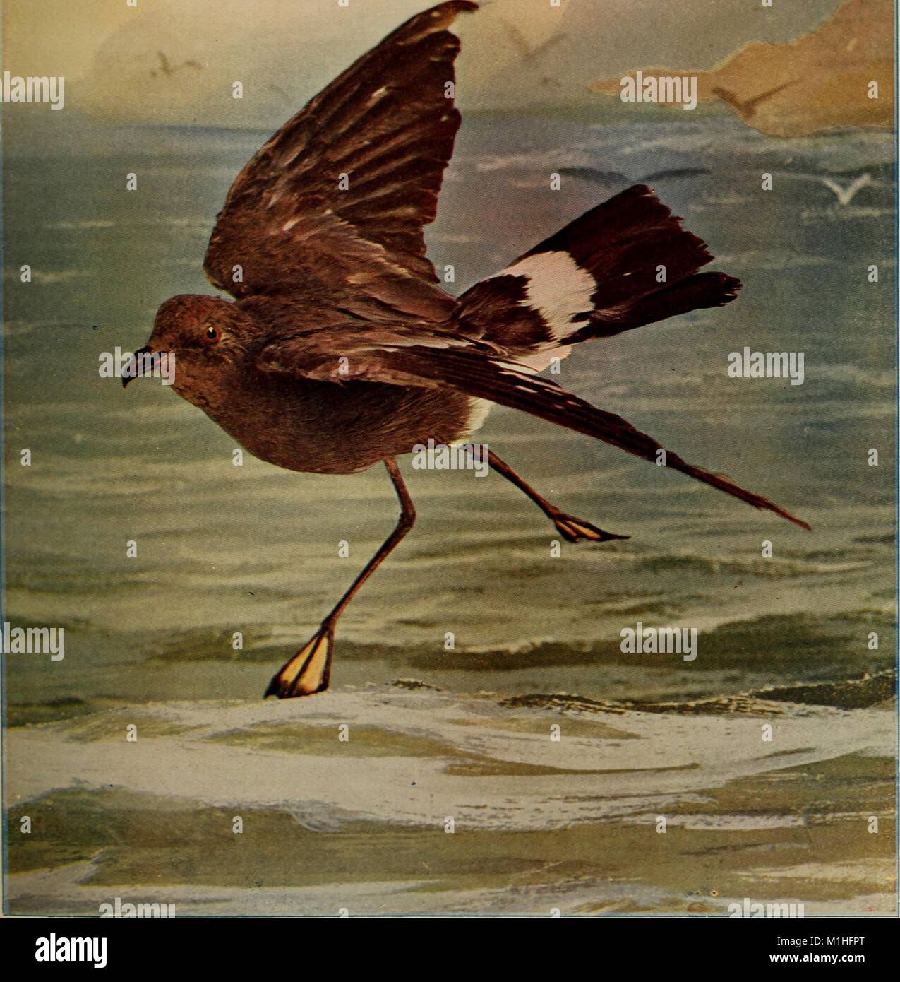 Illustrazione a colori raffigurante la vista di profilo di un Wilson's storm petrel (Oceanites oceanicus) marrone con piume e una coda bianca striscia attorno alla terra sul litorale, con blu-verde oceano, nubi e i contorni di altri uccelli in background, dal volume ' uccelli che caccia e sono oggetto di atti di caccia" scritto da Neltje Blanchan, 1905. () Foto Stock