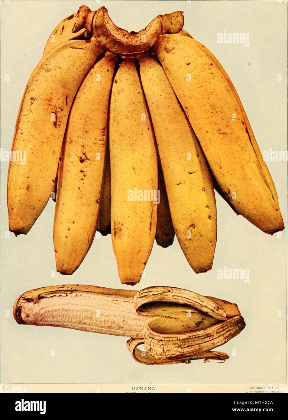 Fotografia a colori di un grappolo di banane (genere Musa) e un singolo banana, parzialmente pelato, dal volume ' uccelli e natura, ' pubblicato da AW Mumford e illustrato, attraverso la fotografia a colori, da William Kerr Higley, 1900. () Foto Stock