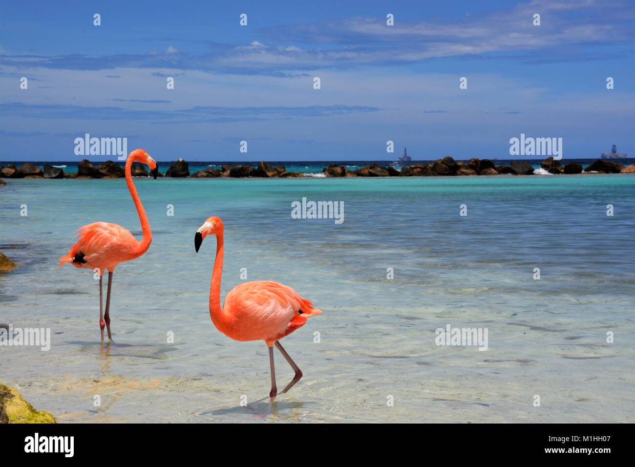 Flamingo Beach Aruba Foto Stock