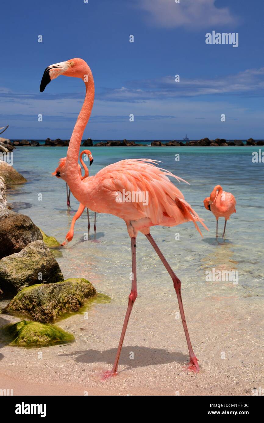 Flamingo Beach Aruba Foto Stock