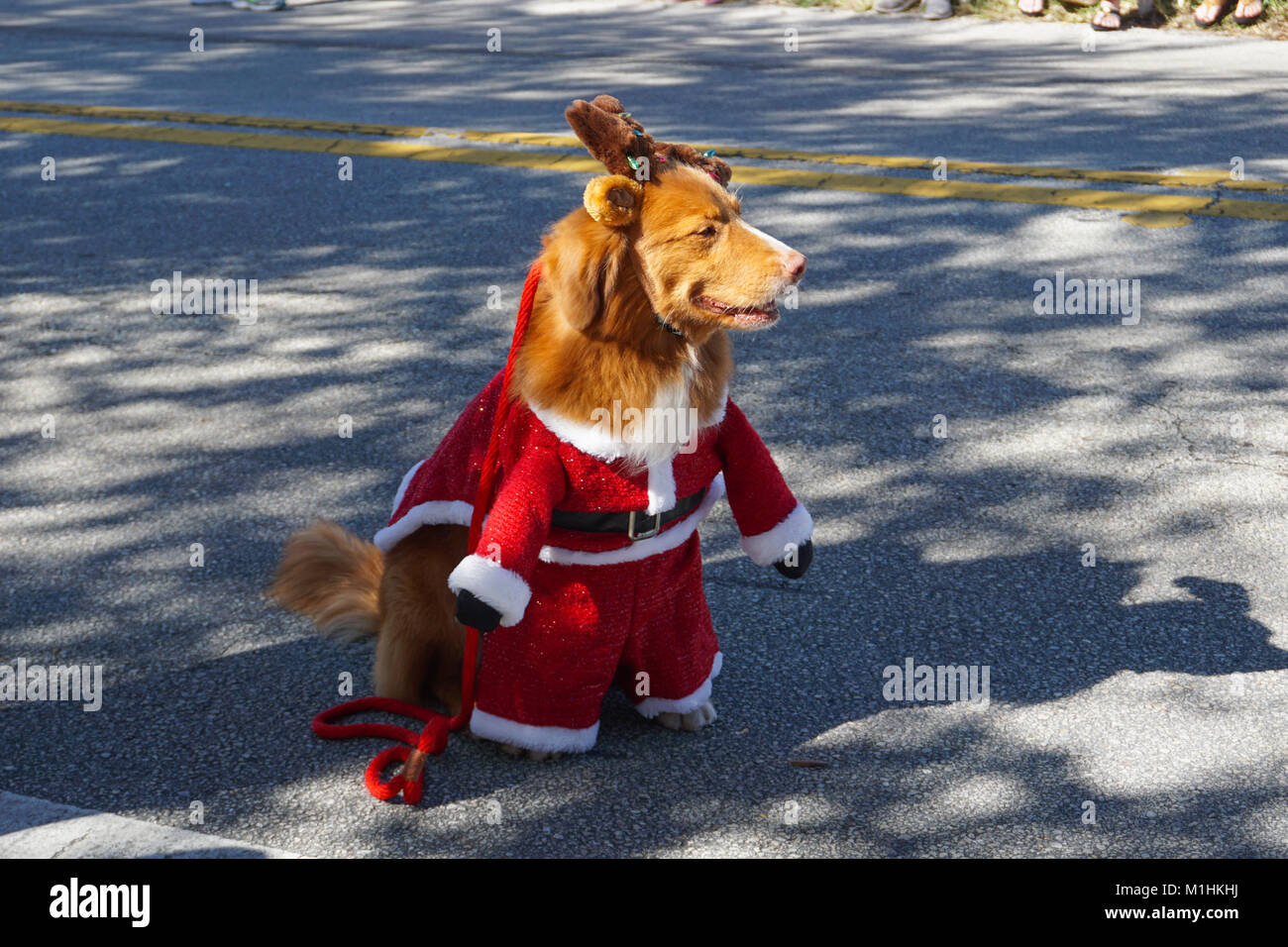 Un Golden Retriever cane che indossa un costume di Santa durante il Hobe Sound parata natalizia, Hobe Sound, Martin County, Florida, Stati Uniti d'America Foto Stock