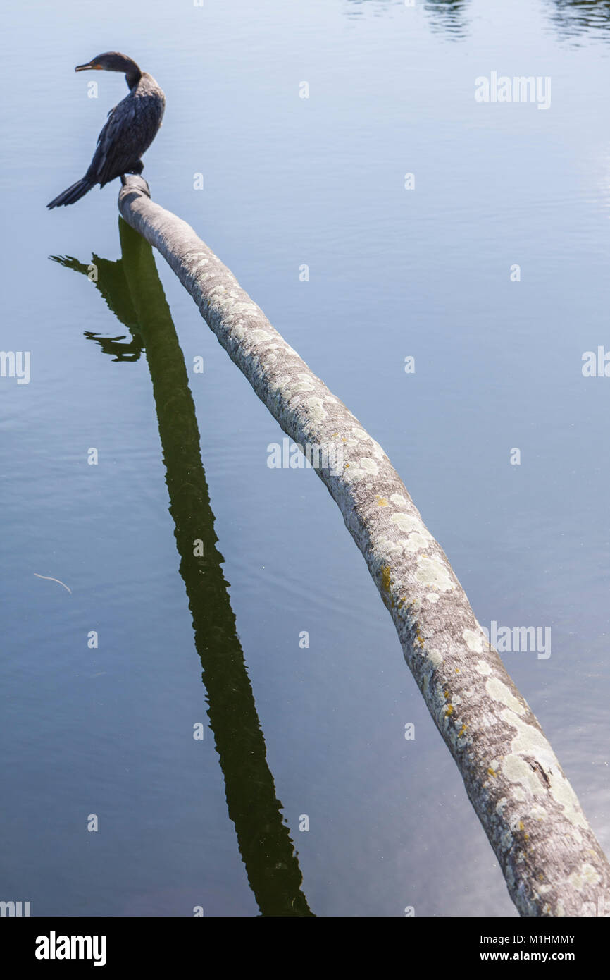 Miami Florida,Coral Gables,Fairchild Tropical Botanic Garden,piante,flora,collezione,anhinga,uccelli,caduti alberi di palma tronco,visitatori viaggio t Foto Stock