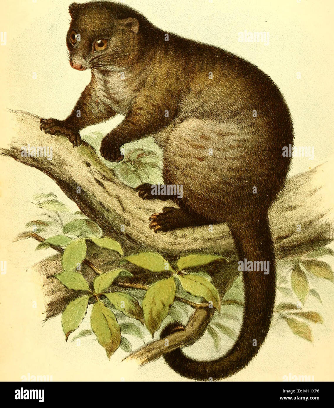 "Among Cannibals" (1889) descrive il viaggio di quattro anni dell'autore attraverso l'Australia, concentrandosi sulle sue esperienze vissute tra le comunità aborigene del Queensland. Fornisce approfondimenti sulle culture indigene, le tradizioni e le interazioni dell'autore con la gente del posto. Foto Stock