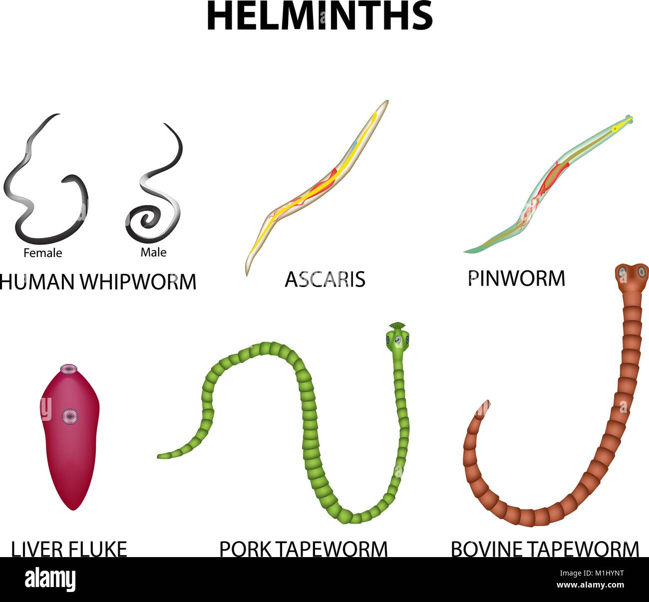 Un set di elminti. nematode, Ascaris, pinworms, bovina la tenia echinococco, la tenia solium, Whipworm, fegato Fluke. Infographics illustrazione vettoriale sulla isolato Illustrazione Vettoriale