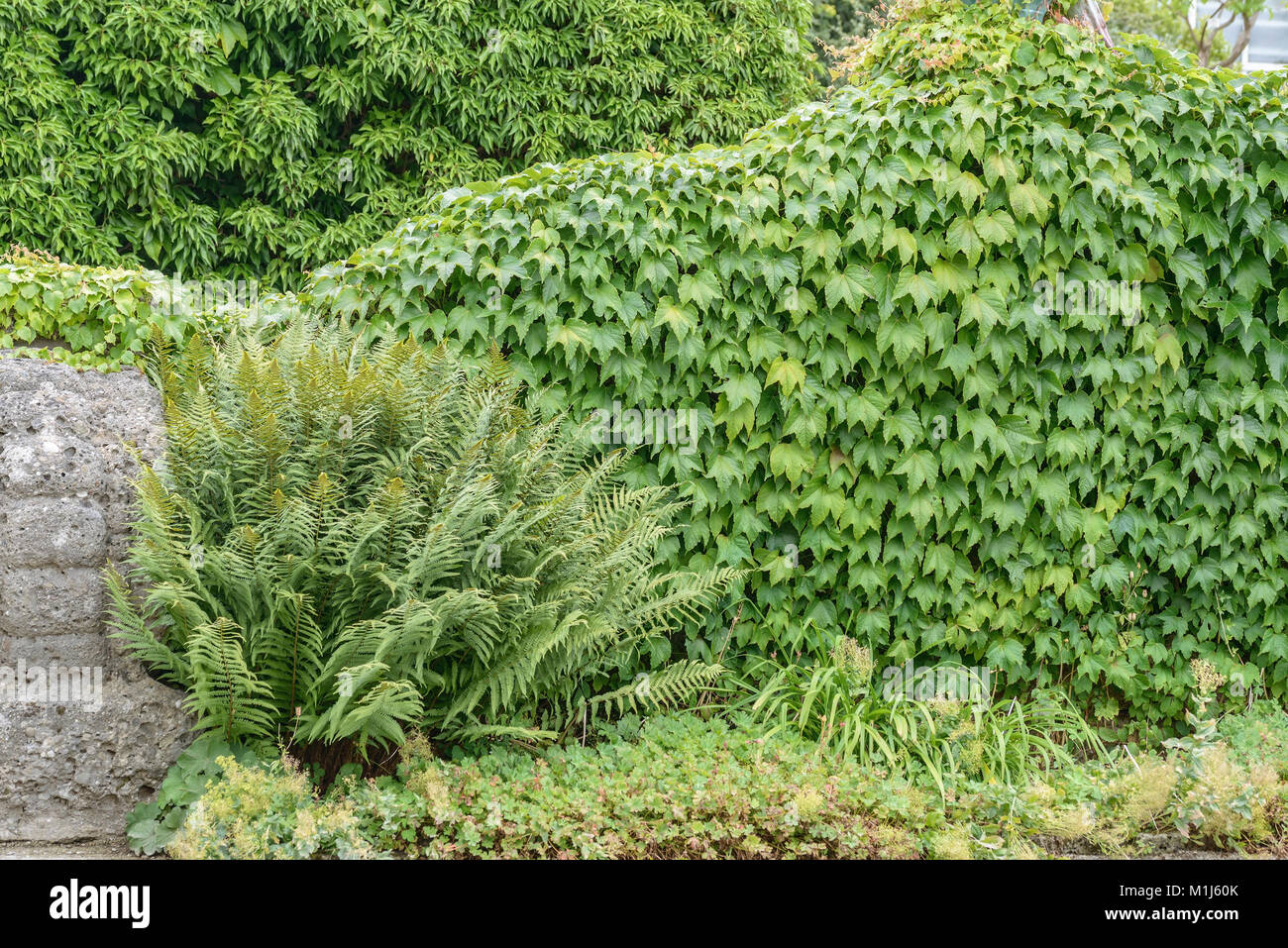 Vino (PARTHENOCISSUS tricuspidata Greenspring Klim MENDER stesso), Selbstklimmender Wein (Parthenocissus tricuspidata molla verde) Foto Stock