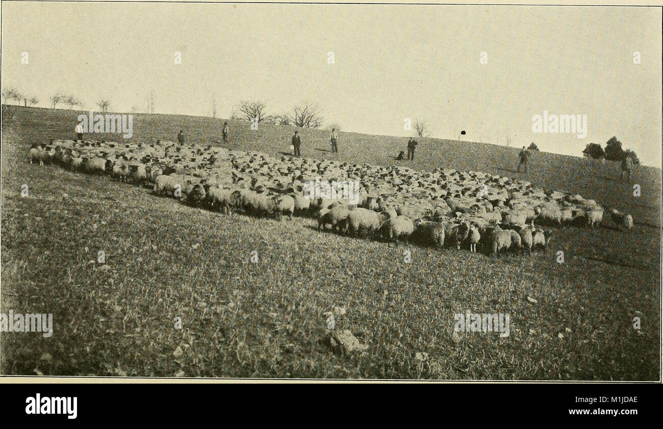 "A Handbook of Virginia" (1911) fornisce una panoramica dettagliata della geografia, della storia, dell'economia e dei monumenti culturali dello stato, offrendo approfondimenti sullo sviluppo e il patrimonio della Virginia. Foto Stock