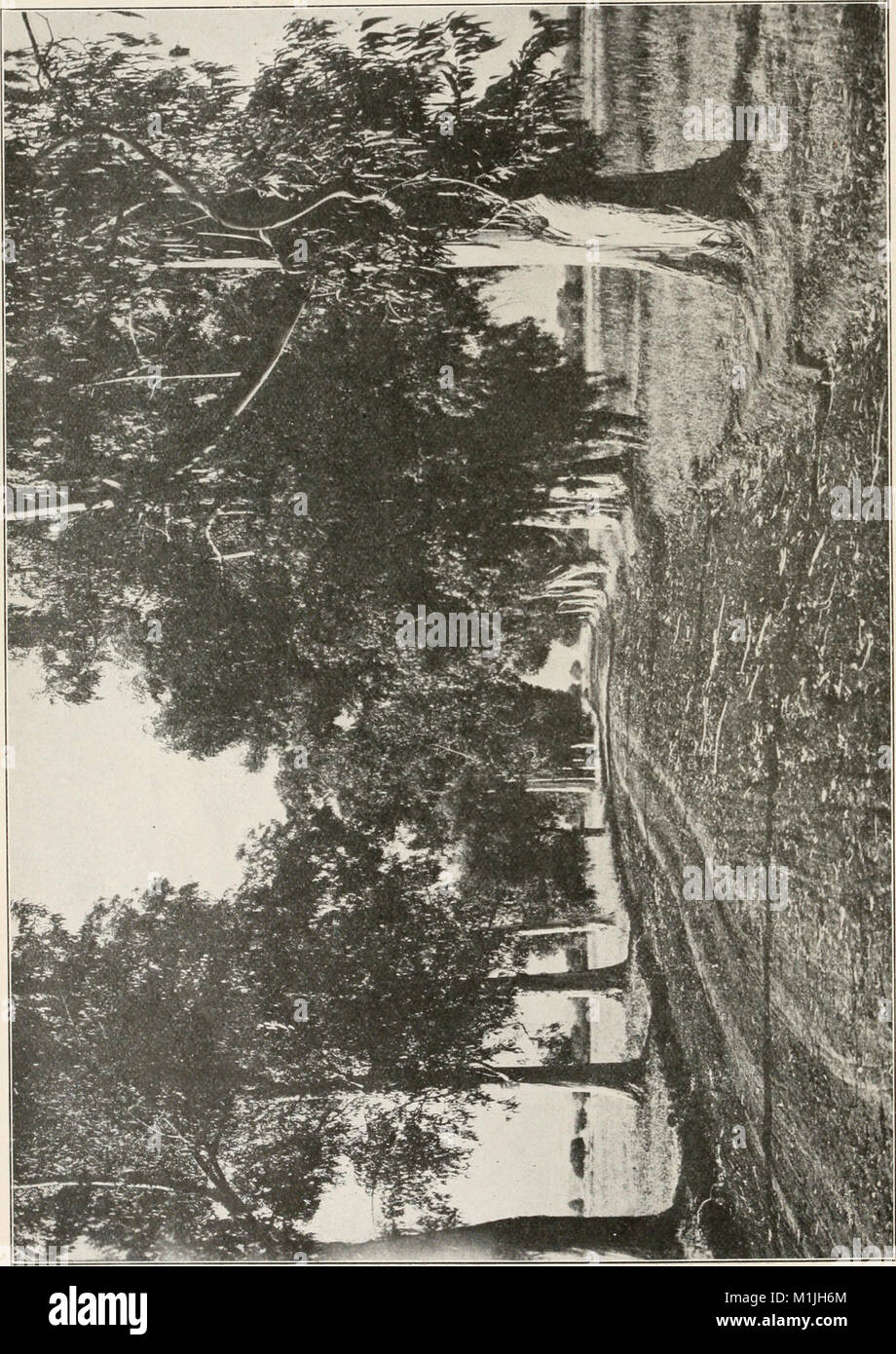 Questa pubblicazione discute l'importanza delle foreste americane, dei loro ecosistemi e delle sfide che devono affrontare, tra cui la deforestazione, la conservazione e gli sforzi per la protezione ambientale. Foto Stock