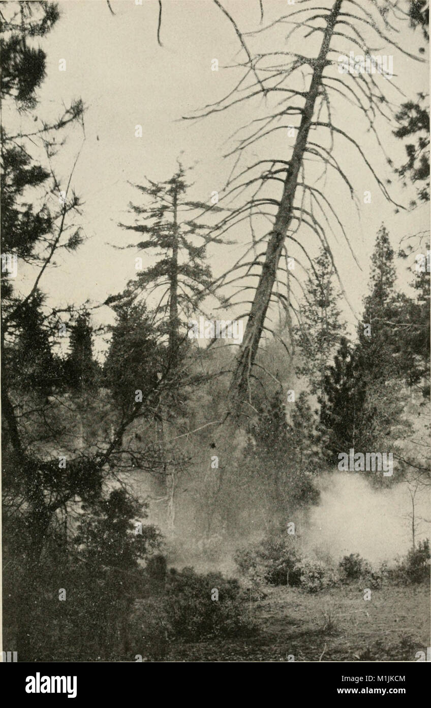 American Forestry, pubblicato tra il 1910 e il 1923, esplora le pratiche e le sfide della gestione forestale negli Stati Uniti. Copre argomenti come la conservazione delle foreste, il rimboschimento e le pratiche forestali sostenibili, fornendo informazioni sull'industria forestale dei primi anni del XX secolo. Foto Stock