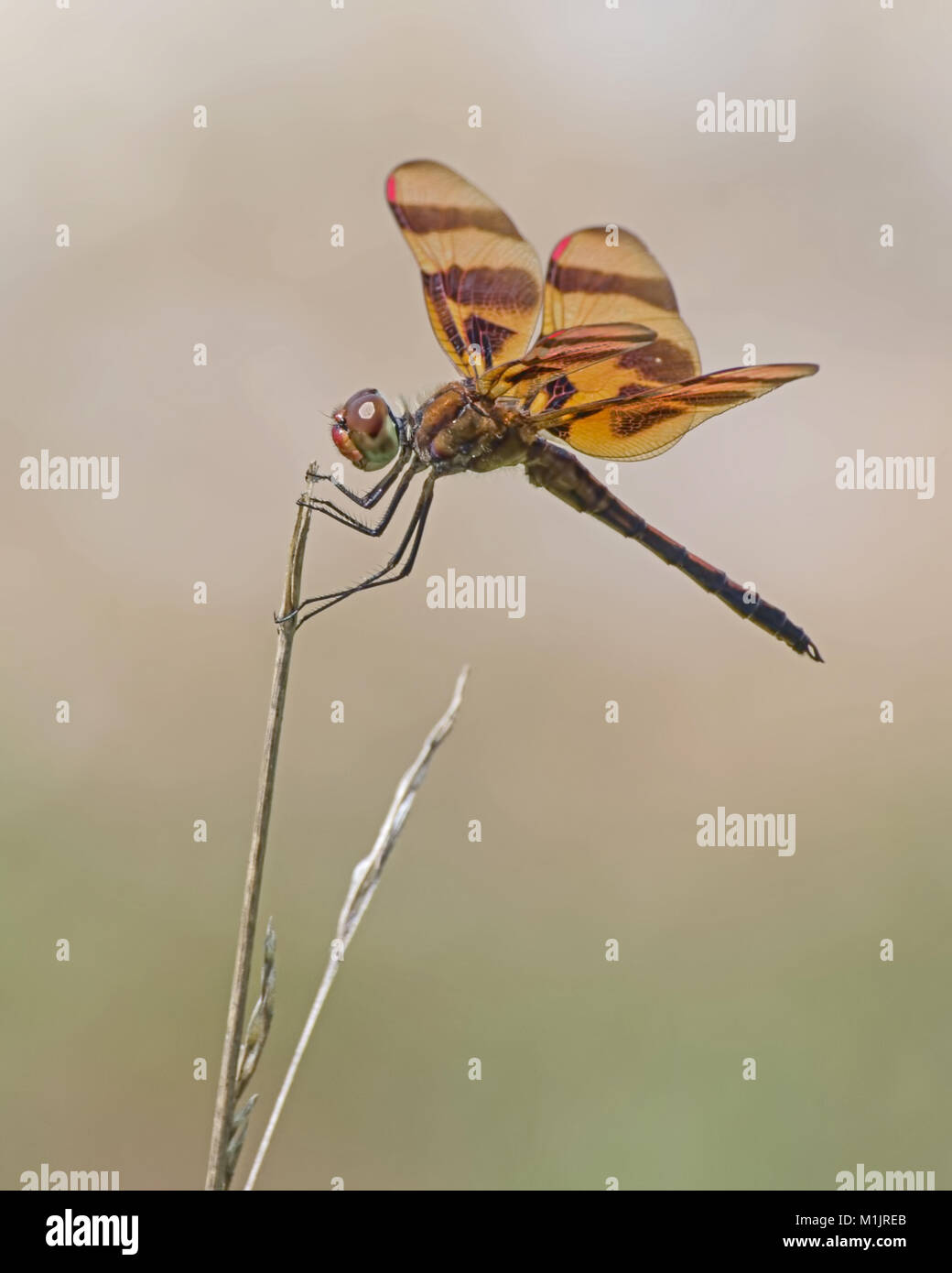 Halloween pennant dragonfly a riposo Foto Stock