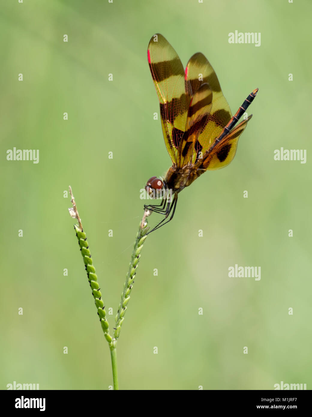 Halloween pennant dragonfly a riposo Foto Stock