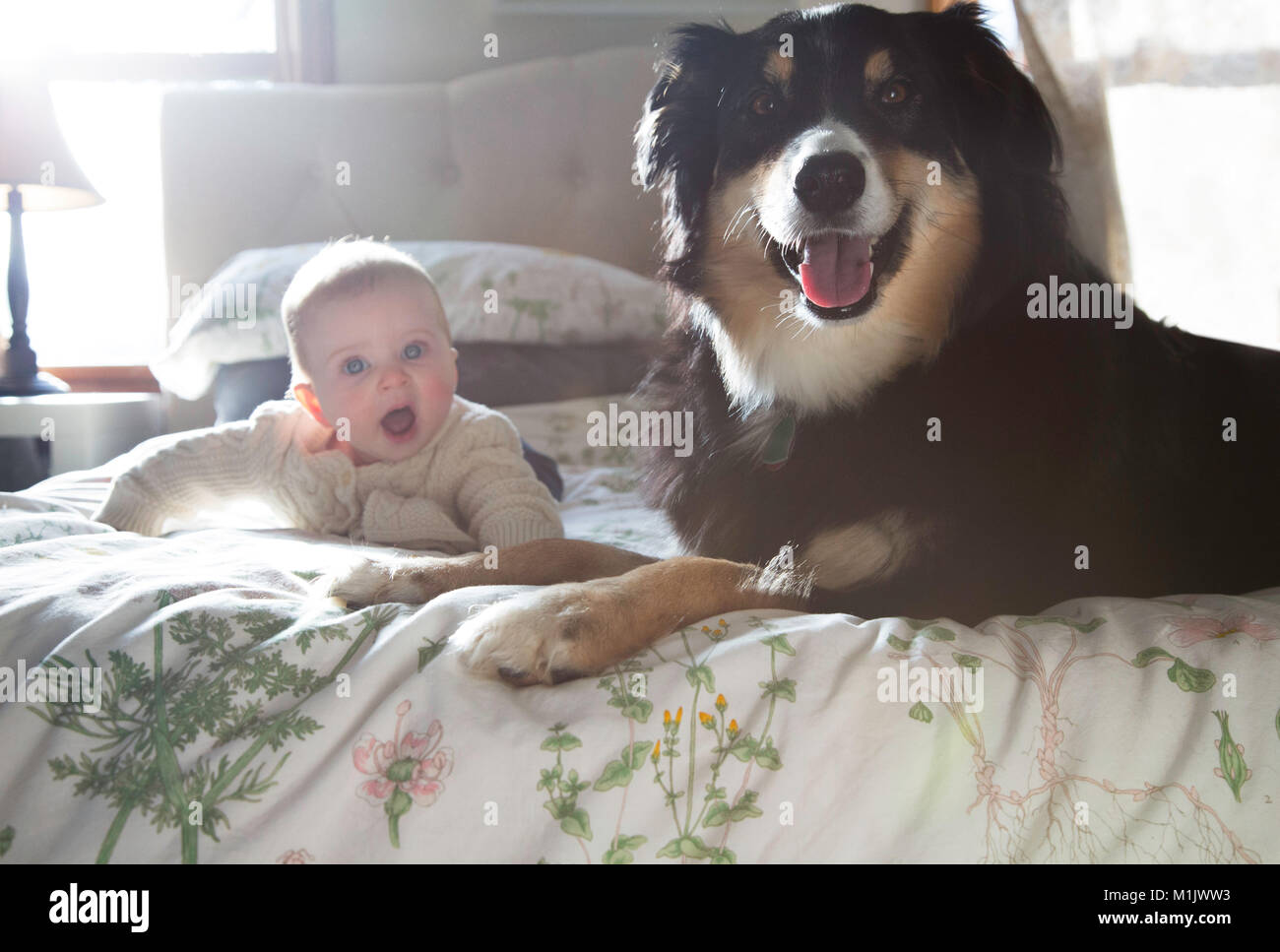 Il bambino e il cane sul letto Foto Stock