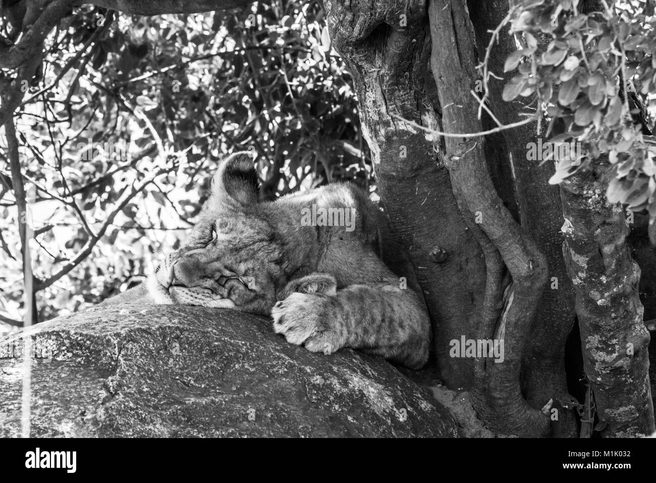 East African Lion cubs (Panthera leo melanochaita), specie nella famiglia Felidae e da un membro del genere Panthera elencati come vulnerabili in Serenge Foto Stock