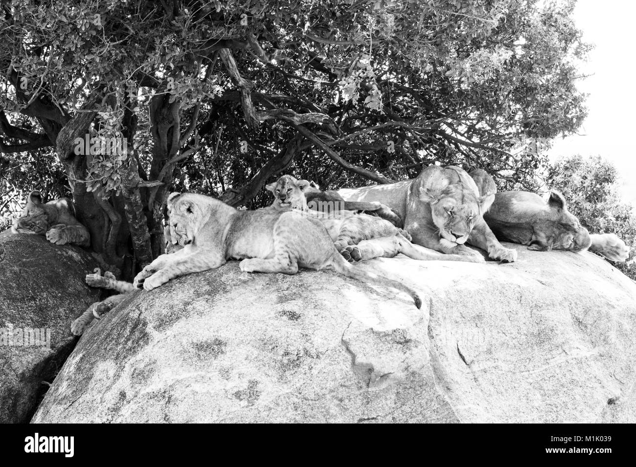East African leonesse con lion cubs (Panthera leo melanochaita), specie nella famiglia Felidae e da un membro del genere Panthera elencati come vulnera Foto Stock