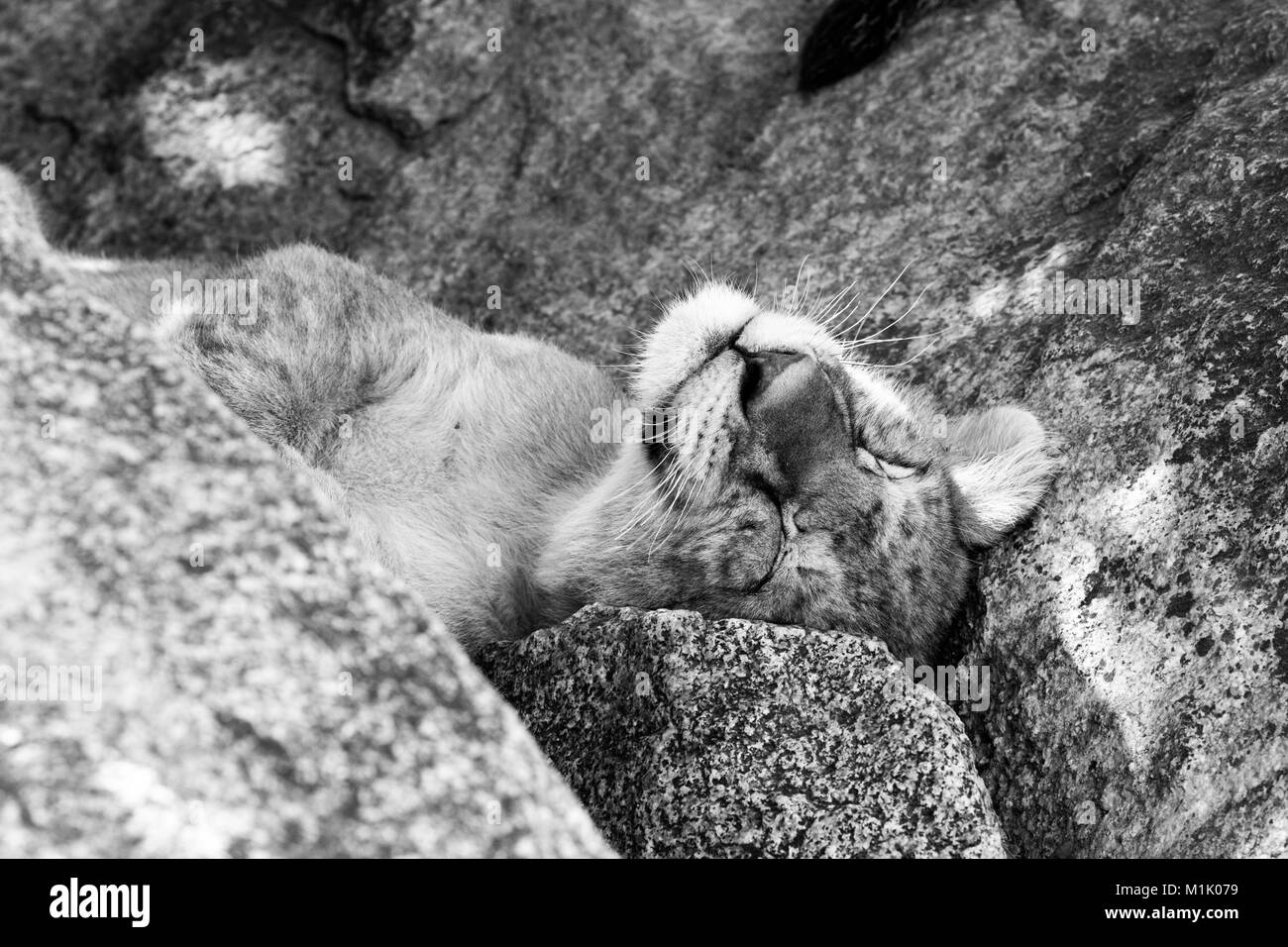Southern African Lion cubs e leonesse (Panthera leo), specie nella famiglia Felidae e da un membro del genere Panthera elencati come vulnerabili in sé Foto Stock