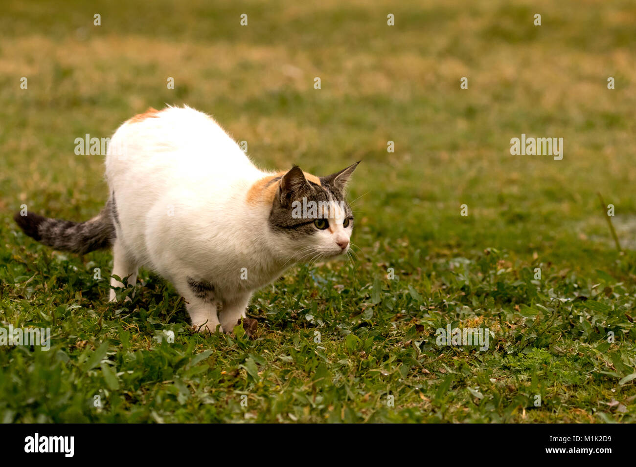 Gatto pronto per la caccia , vide qualcosa di interessante e pronto ad attaccare Foto Stock