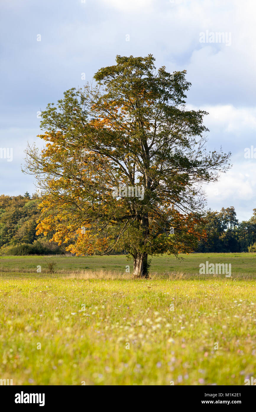 Einzel stehender Baum mit Laubfärbung im Herbst Foto Stock