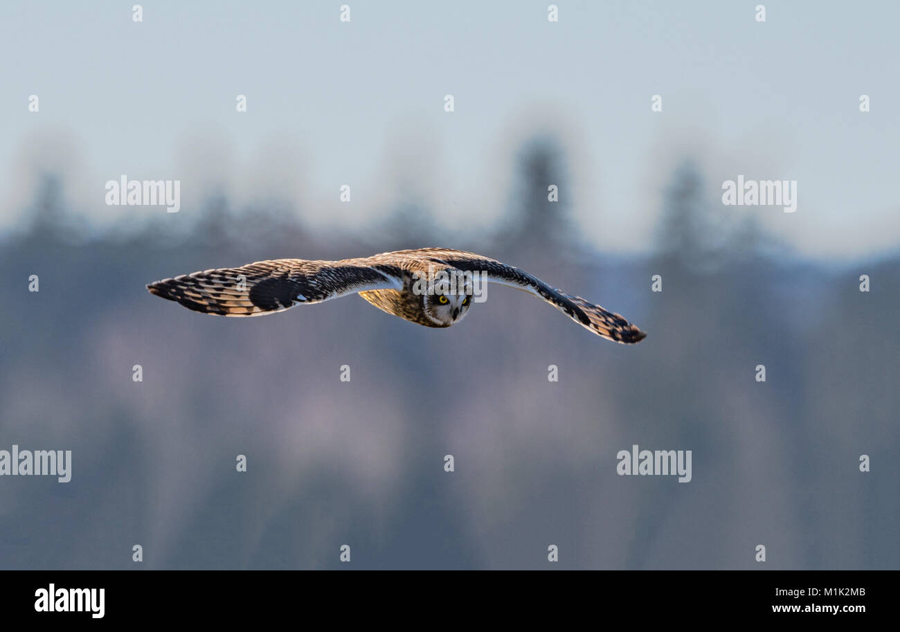 Corto-eared Owl, asio flammeus, a Skagit Area faunistica- Leque isola unità, nello Stato di Washington, USA Foto Stock