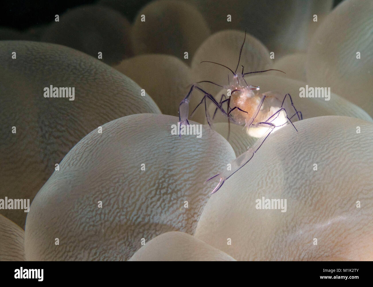 Bubble coral gamberetti (Vir philippinensis) nella bolla di corallo. Celebes mare, Sipadan Island, Malaysia Foto Stock