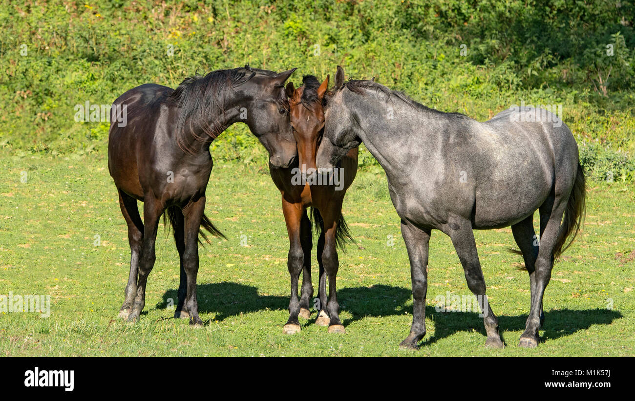 Cavalli al pascolo, giovani stalloni, Ungheria Foto Stock