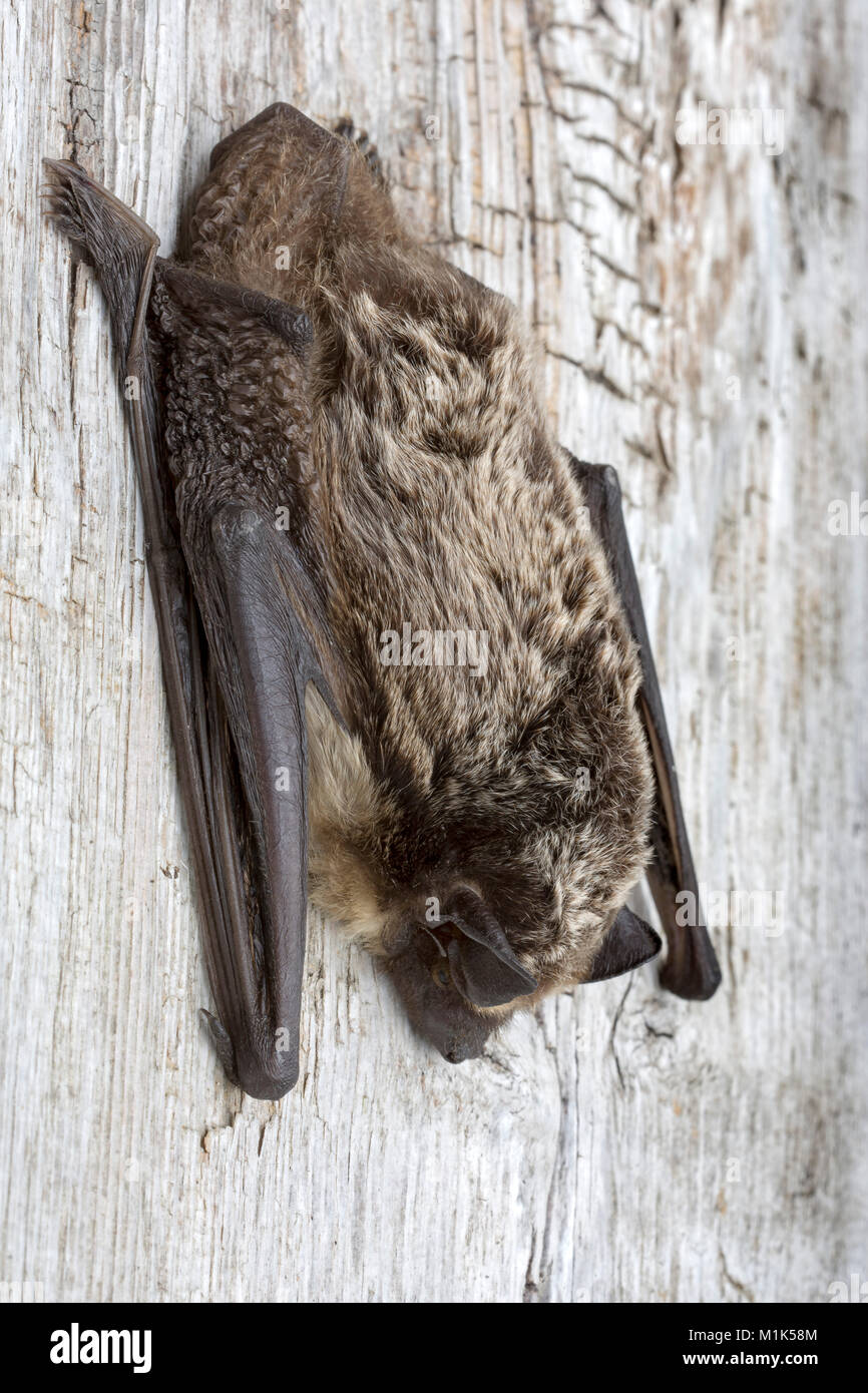 Particol-colorato bat (Vespertilio murinus), Schwaz, in Tirolo, Austria Foto Stock